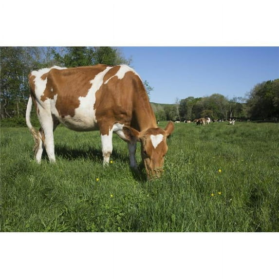 Guernsey Heifer Grazing in Spring Pasture - Granby Connecticut United States of America Poster Print - 19 x 12 in.