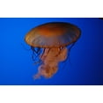 thumbnail image 1 of Guernsey Jellyfish II Glossy Poster, 1 of 2