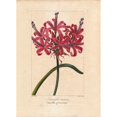 thumbnail image 1 of Guernsey Lily Nerine Sarniensis Native To South Africa Poster Print By ?? Florilegius Mary Evans, 1 of 3