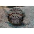 thumbnail image 1 of Guernsey Puffer I Wall Decal, 1 of 2