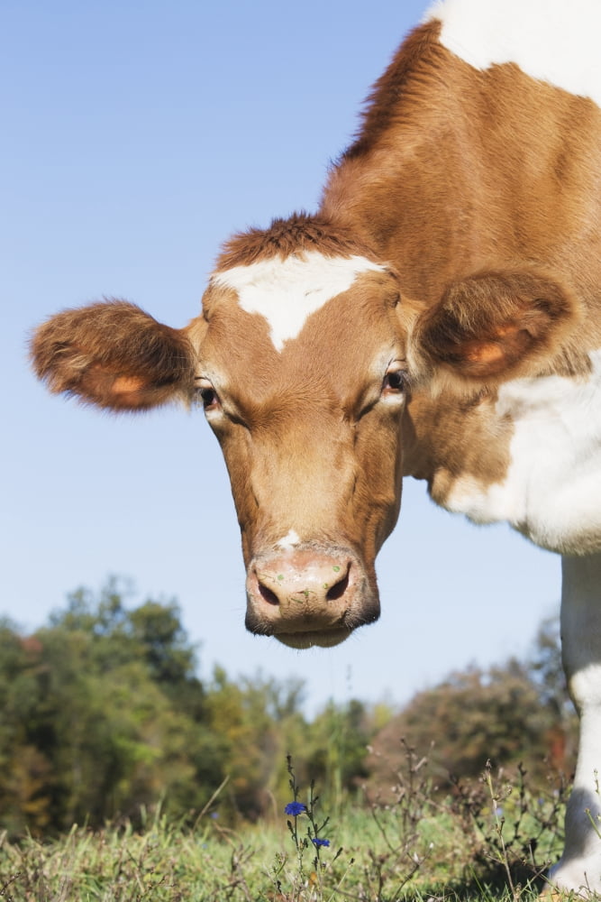Guernsey dairy cow Granby Connecticut United States of America Canvas Art - Lynn Stone Design Pics (12 x 19)
