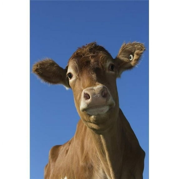 Guernsey dairy cow; Granby Connecticut United States of America Poster Print
