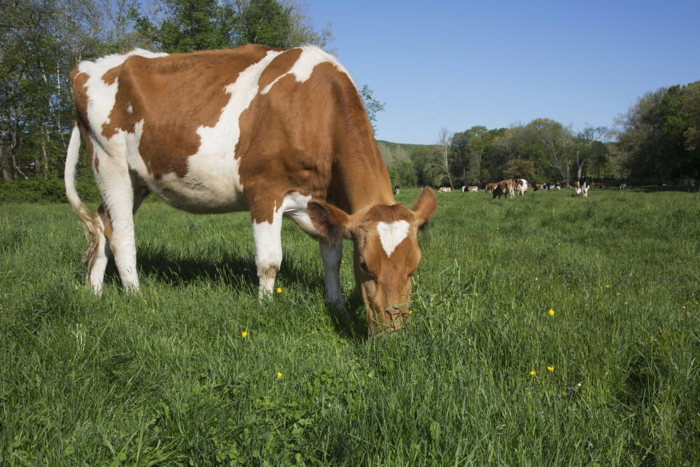 Guernsey heifer grazing in spring pasture Granby Connecticut United States of America Canvas Art - Lynn Stone Design Pics (38 x 24)