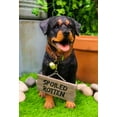 thumbnail image 1 of Guest Welcome Realistic Rottweiler Dog With Jingle Collar Sign Decor Statue 13"H, 1 of 7