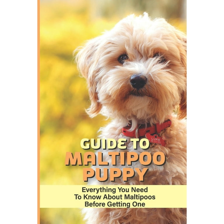 Maltipoo potty training on sale