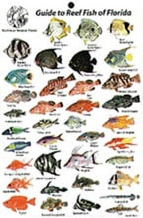 Guide to Reef Fish Florida ID Card Travel 6x9 B202 - Walmart.com