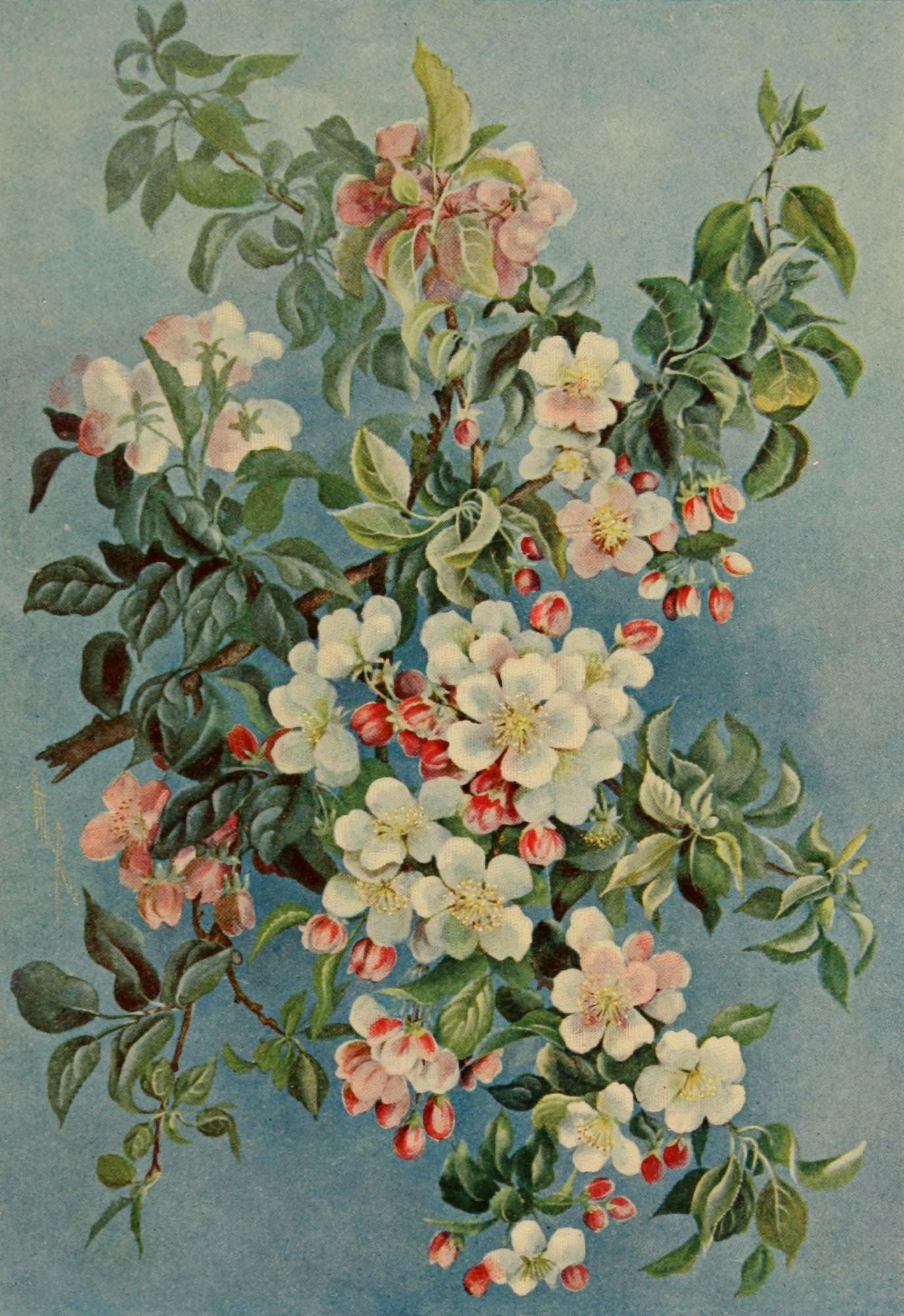 Guide to the Trees 1900 Apple Blossom Canvas Art - Ellis Rowan (18 x 24)
