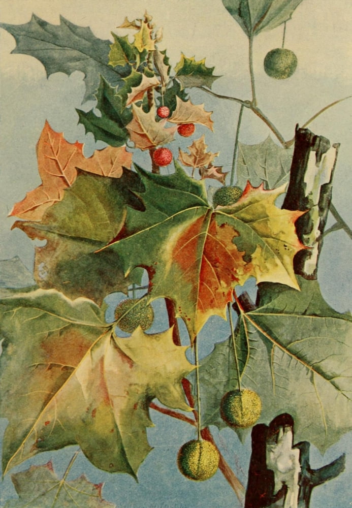 Guide to the Trees 1900 Buttonwood Canvas Art - Ellis Rowan (24 x 36)