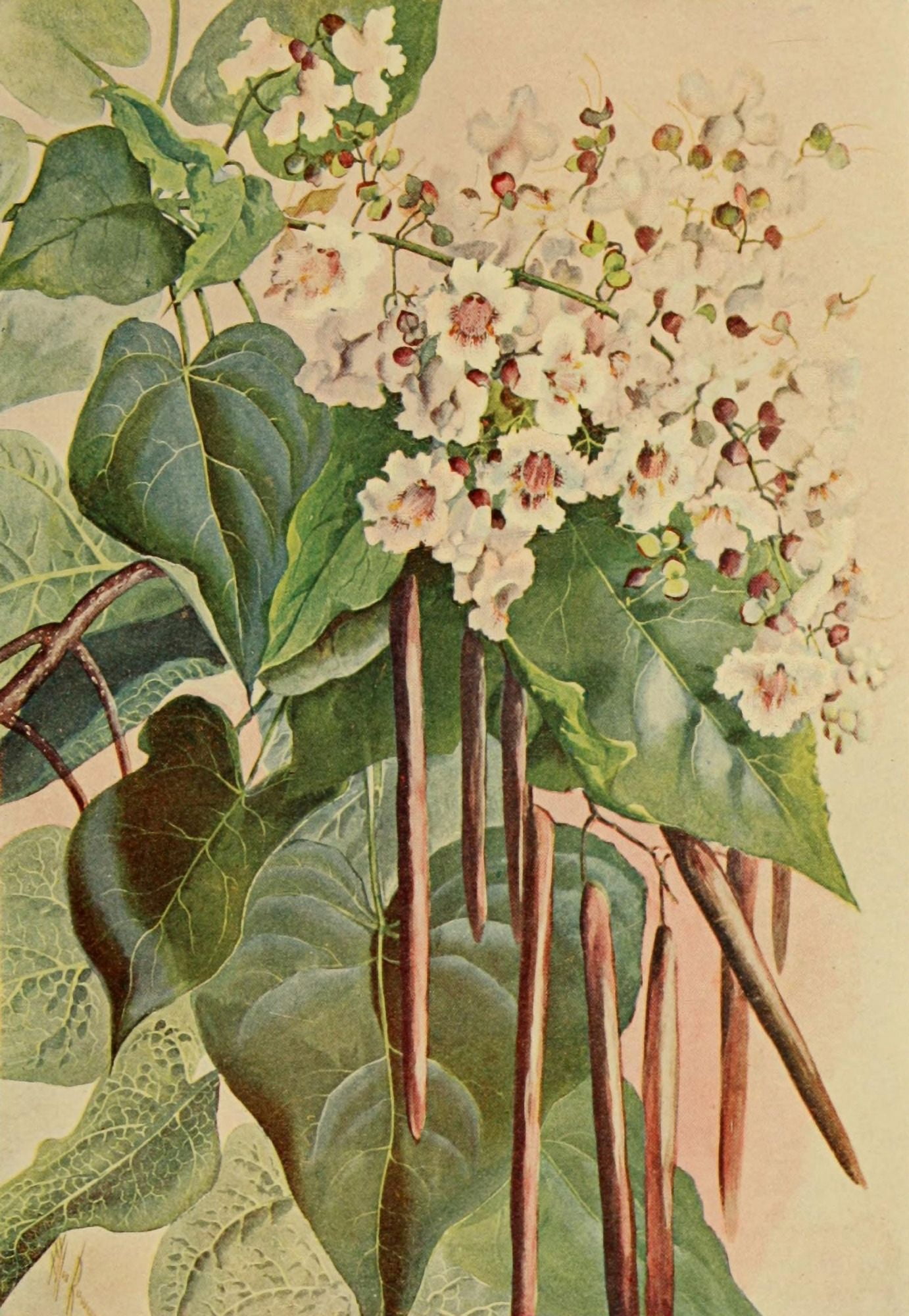 Guide to the Trees 1900 Catalpa Canvas Art - Ellis Rowan (18 x 24)