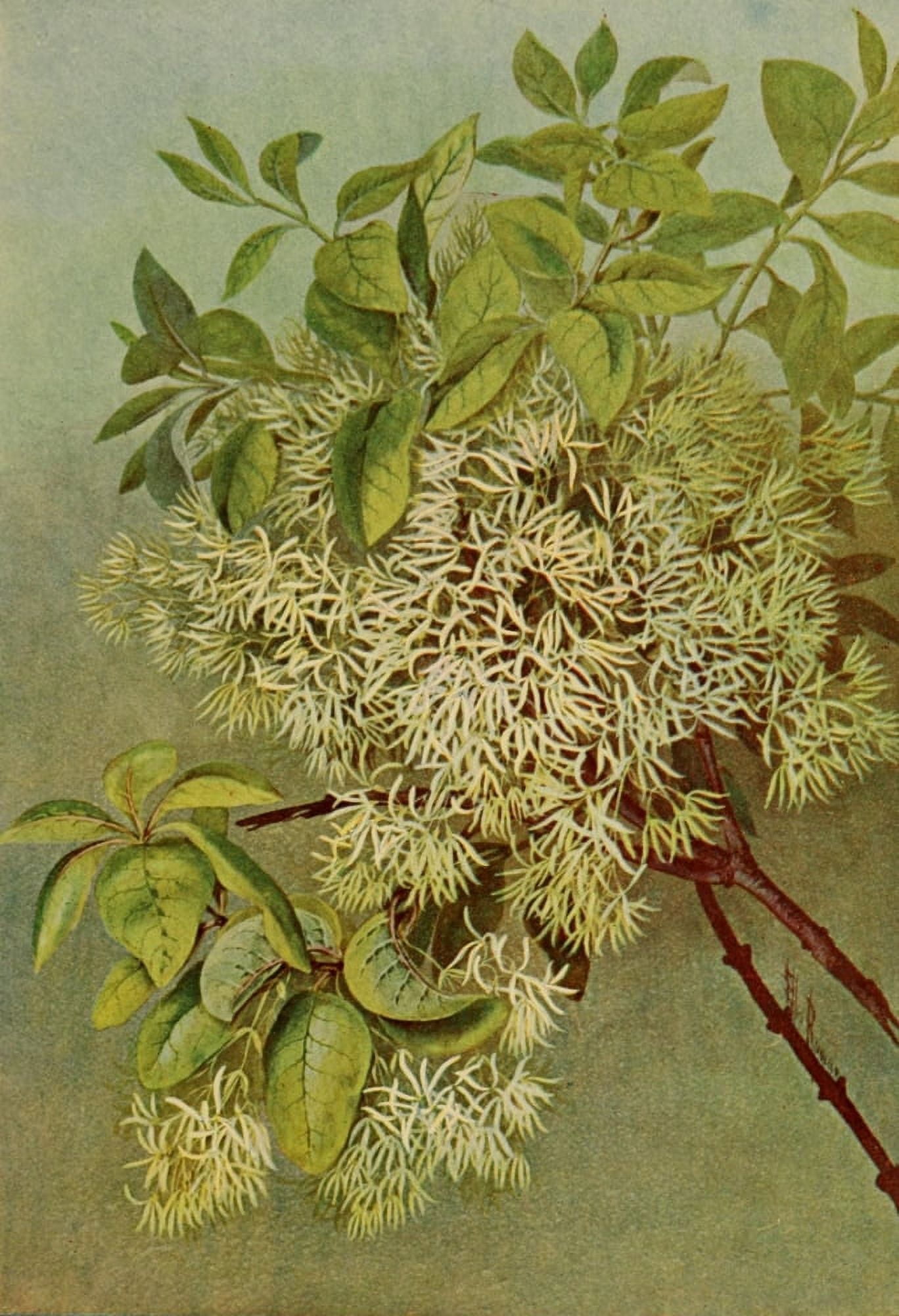 Guide to the Trees 1900 Common Fringe Tree Canvas Art - Ellis Rowan (18 x 24)