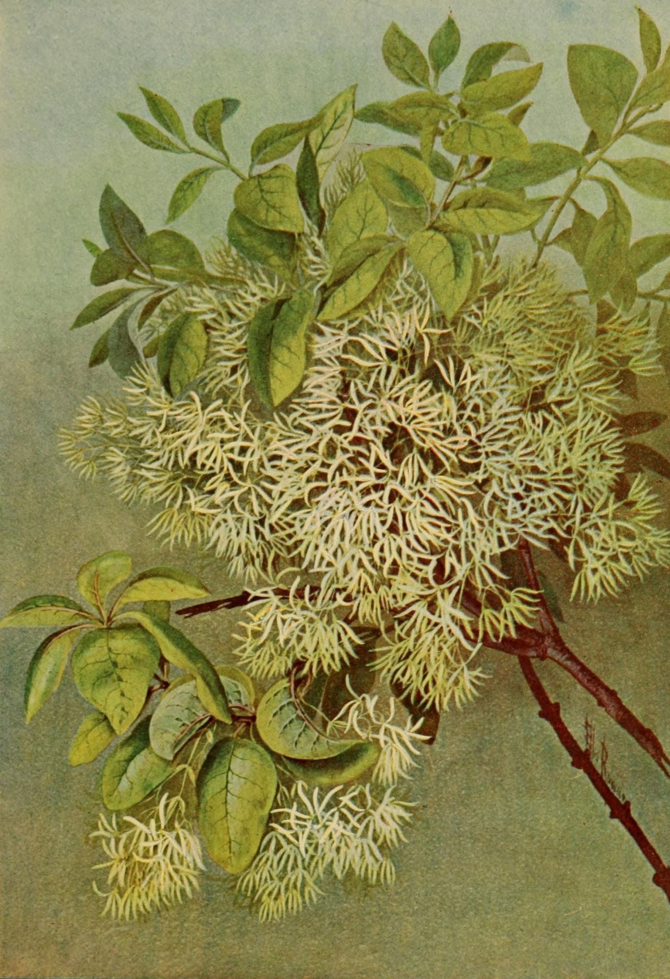 Guide to the Trees 1900 Common Fringe Tree Canvas Art - Ellis Rowan (24 x 36)