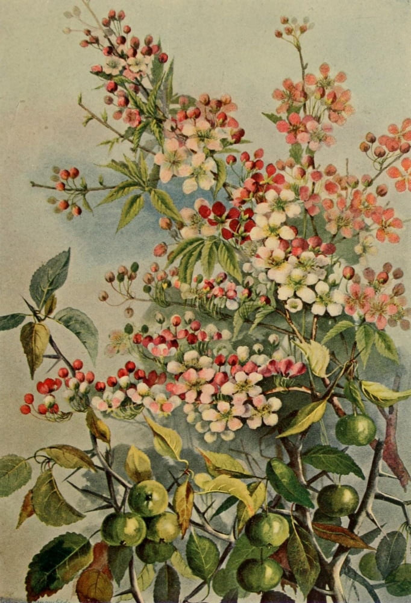 Guide to the Trees 1900 Crab-apple Canvas Art - Ellis Rowan (18 x 24)