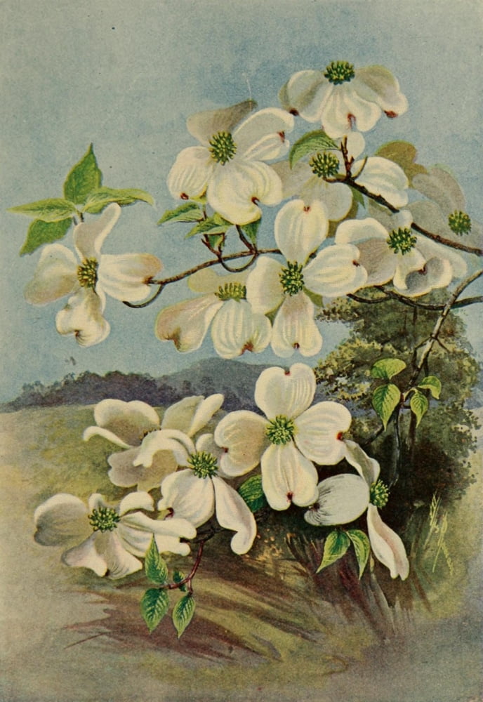 Guide to the Trees 1900 Flowering Dogwood Canvas Art - Ellis Rowan (24 x 36)