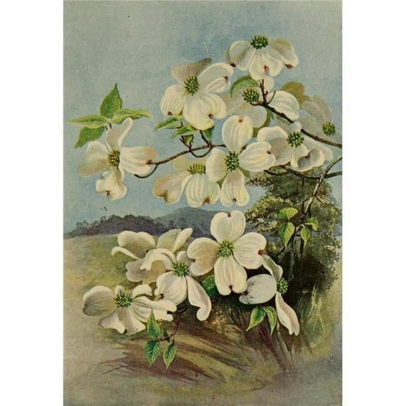 Guide to the Trees 1900 Flowering Dogwood Poster Print by  Ellis Rowan