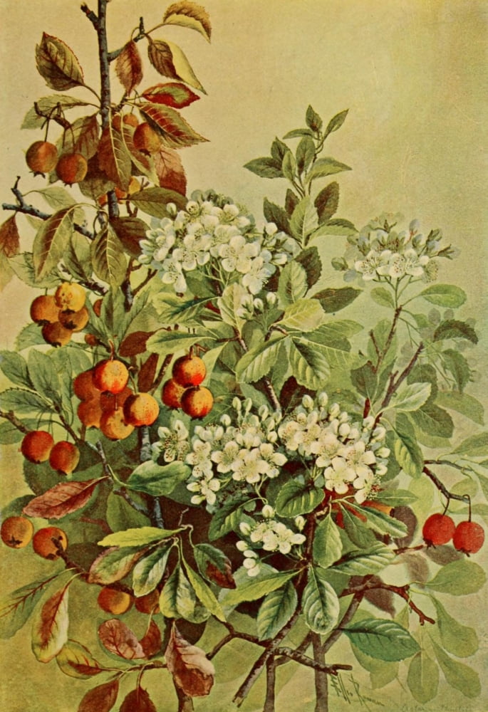 Guide to the Trees 1900 Fruited Thorn Canvas Art - Ellis Rowan (18 x 24)