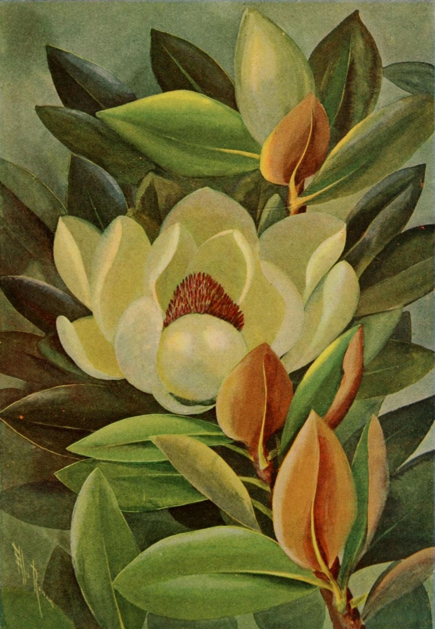 Guide to the Trees 1900 Great-flowered Magnolia Canvas Art - Ellis Rowan (18 x 24)