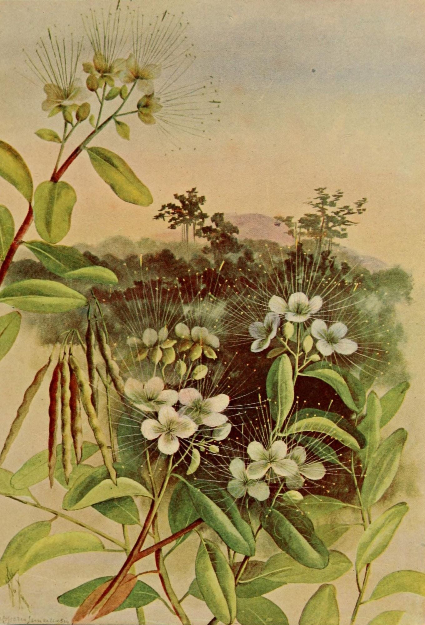 Guide to the Trees 1900 Jamaica Caper Tree Canvas Art - Ellis Rowan (24 x 36)