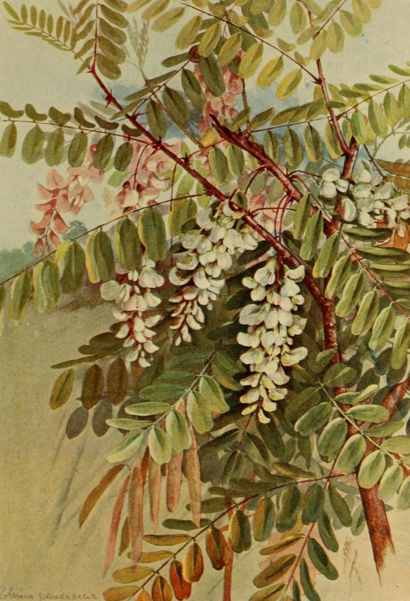 Guide to the Trees 1900 Locust Tree Canvas Art - Ellis Rowan (24 x 36)