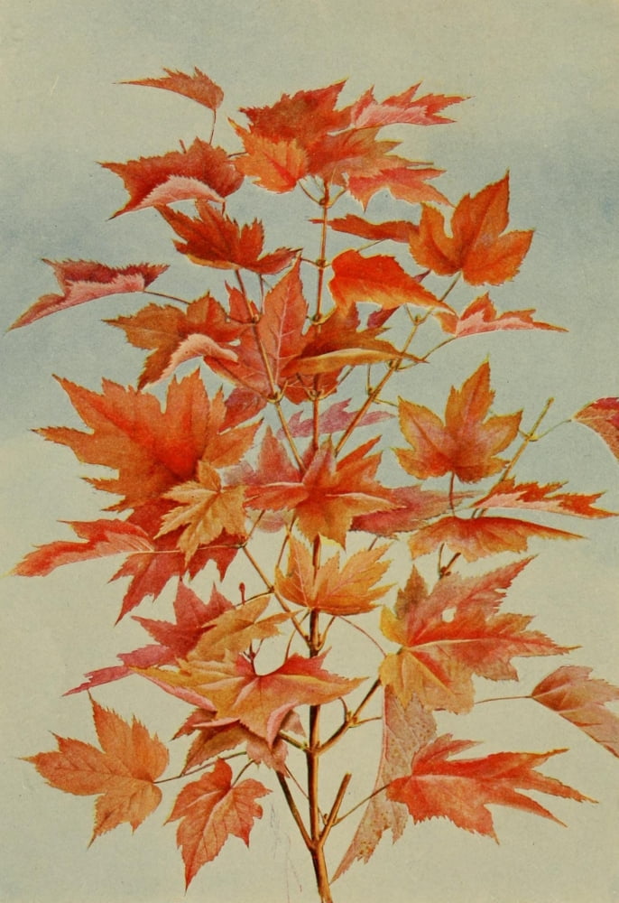 Guide to the Trees 1900 Red Maple Canvas Art - Ellis Rowan (18 x 24)