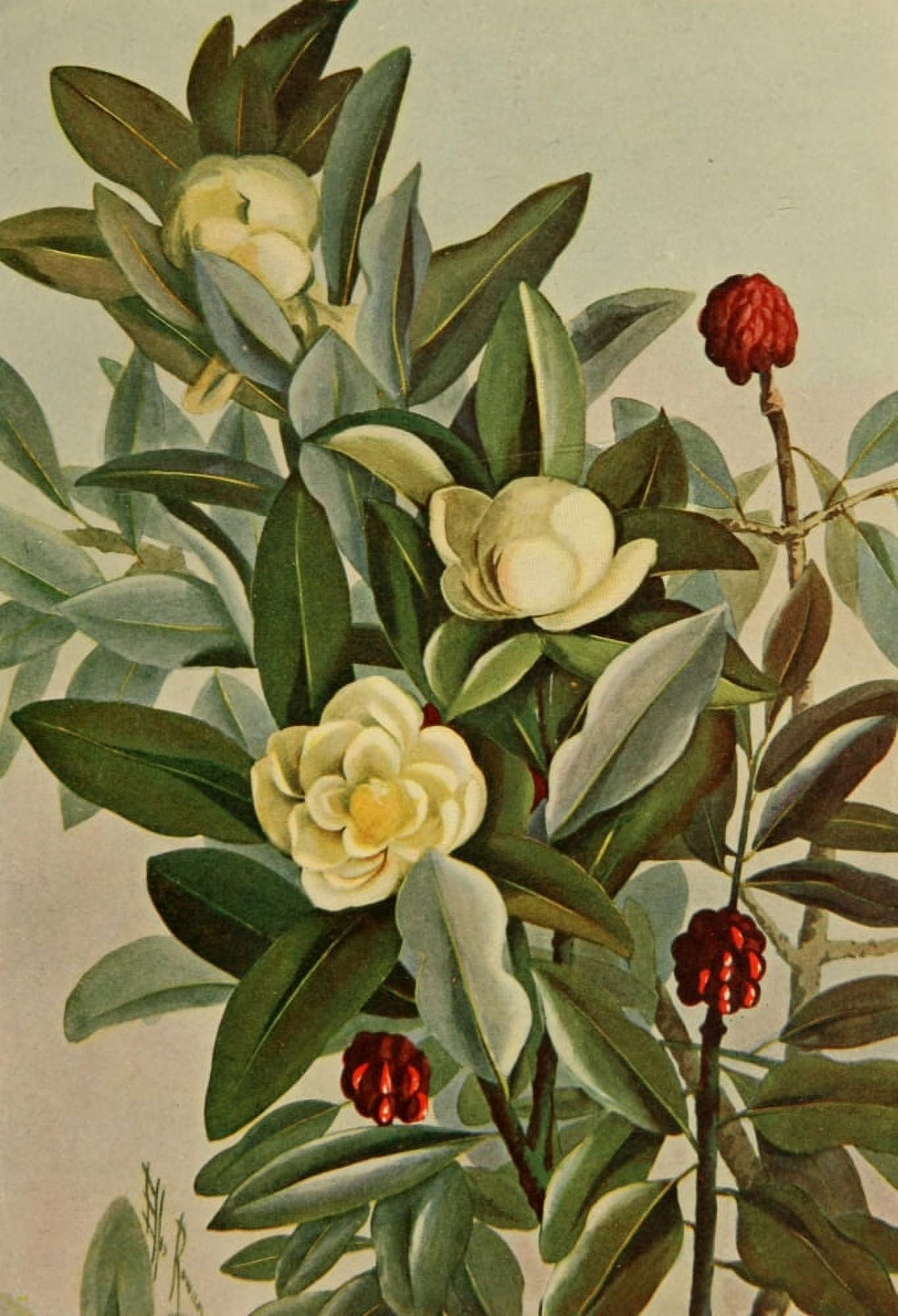 Guide to the Trees 1900 Small Magnolia Canvas Art - Ellis Rowan (24 x 36)