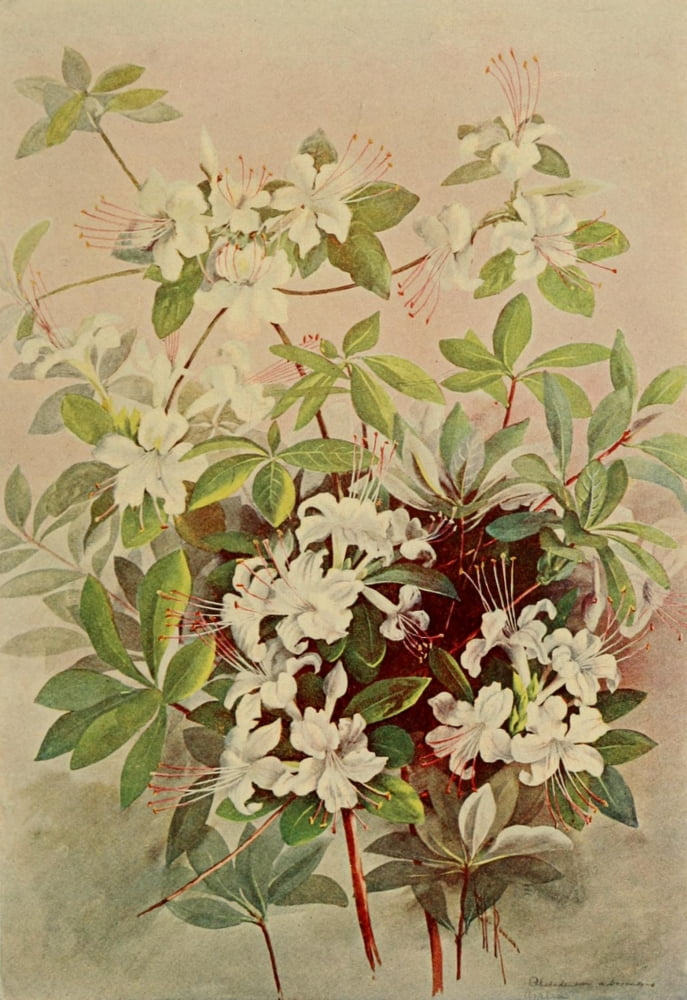 Guide to the Trees 1900 Smooth Azalea Canvas Art - Ellis Rowan (24 x 36)