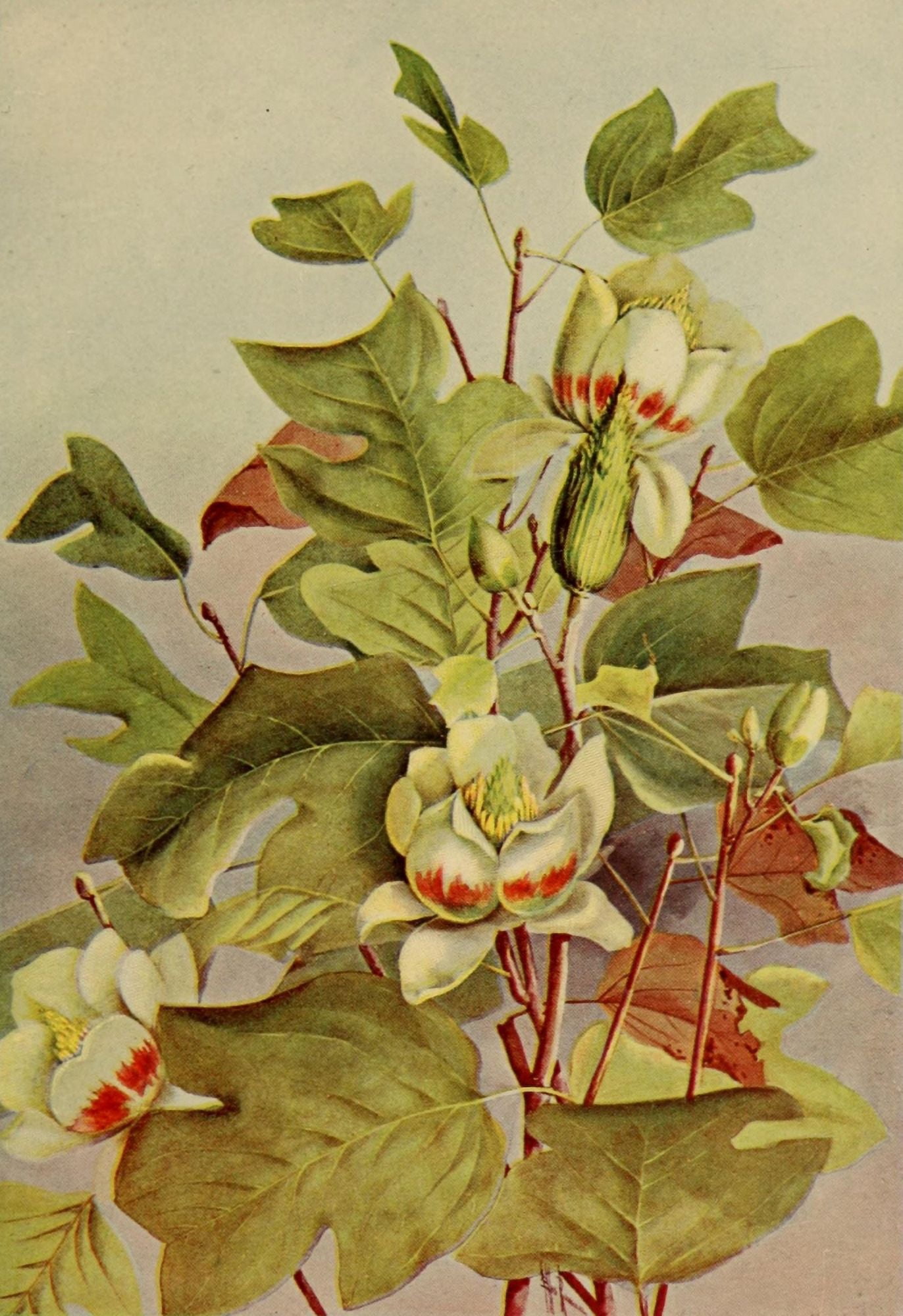 Guide to the Trees 1900 Tulip Tree Canvas Art - Ellis Rowan (24 x 36)