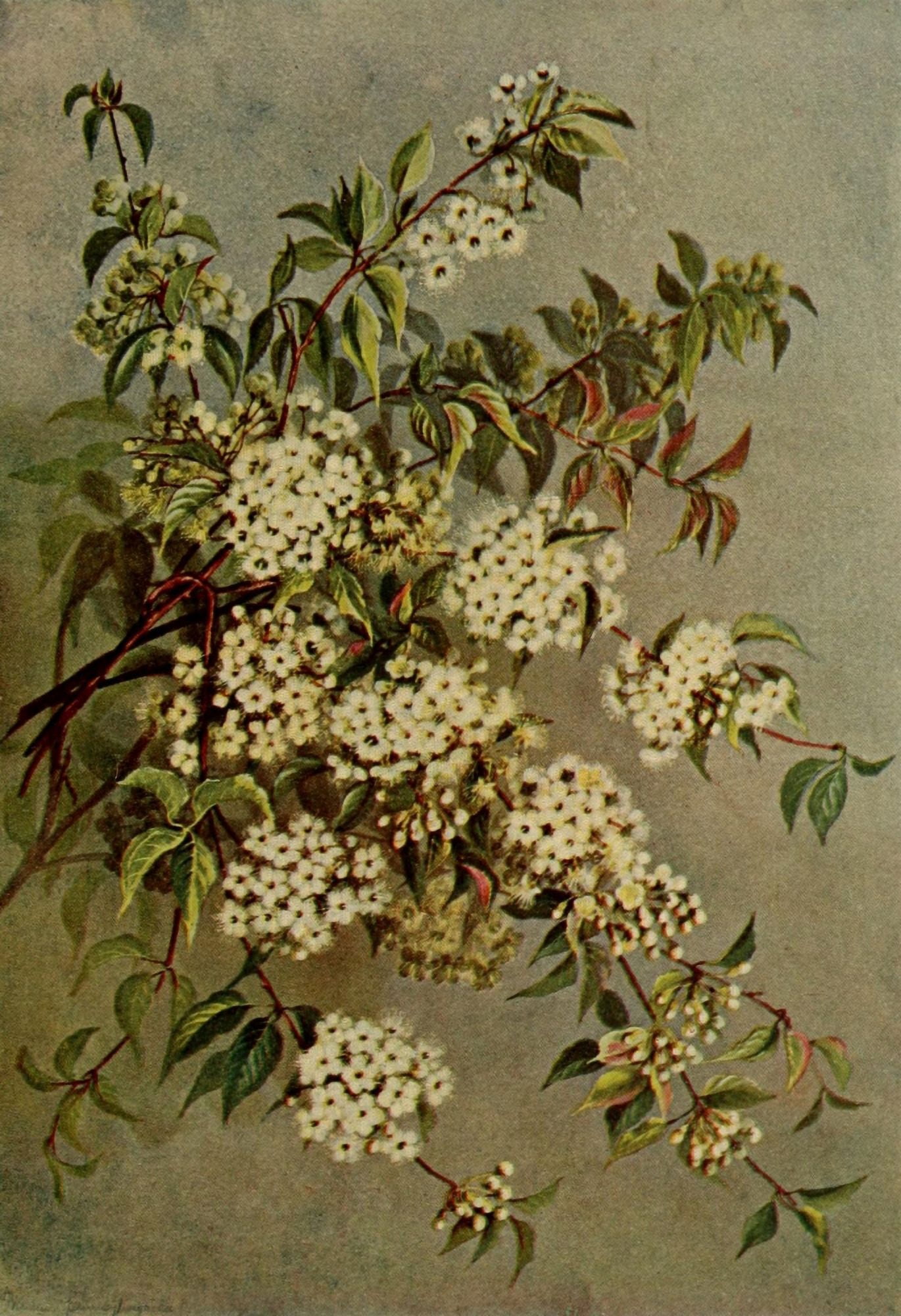 Guide to the Trees 1900 Wild Red Cherry Canvas Art - Ellis Rowan (24 x 36)