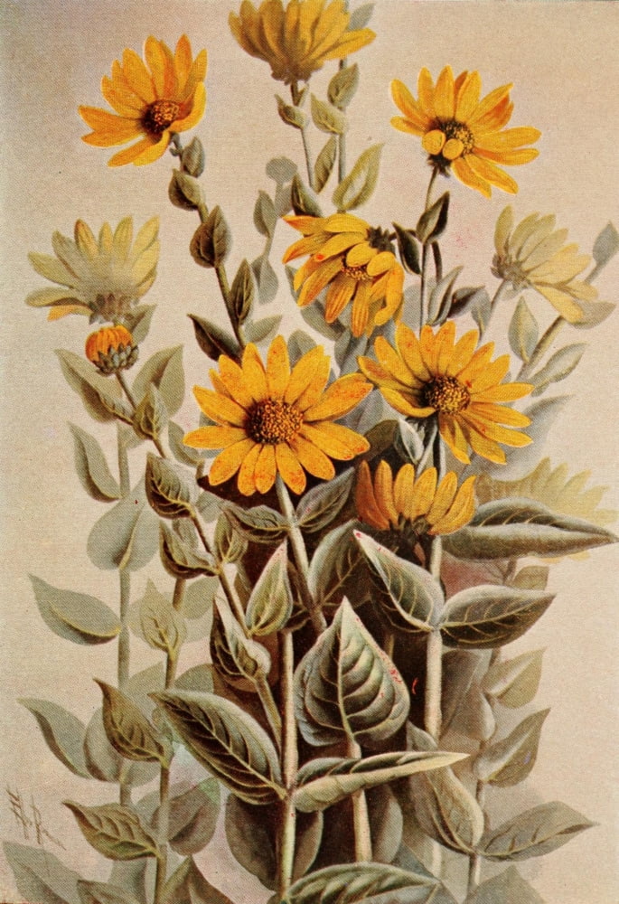 Guide to the Wild Flowers 1899 American Sunflower Canvas Art - Ellis Rowan (24 x 36)