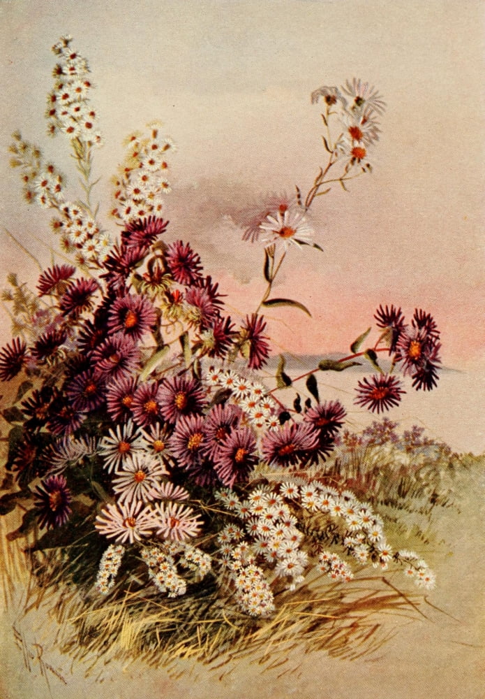 Guide to the Wild Flowers 1899 Asters Canvas Art - Ellis Rowan (18 x 24)