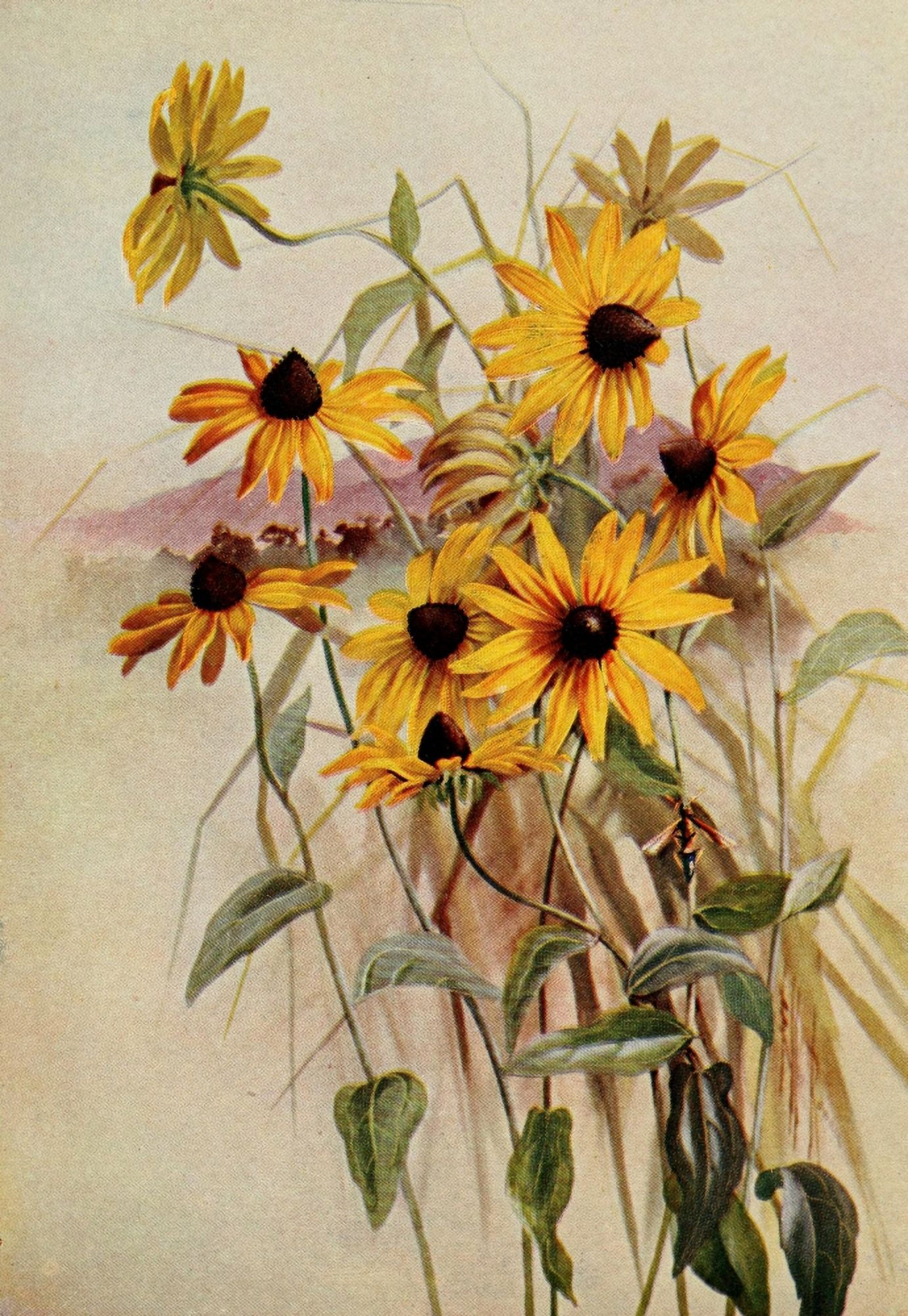 Guide to the Wild Flowers 1899 Black-eyed Susan Canvas Art - Ellis Rowan (18 x 24)
