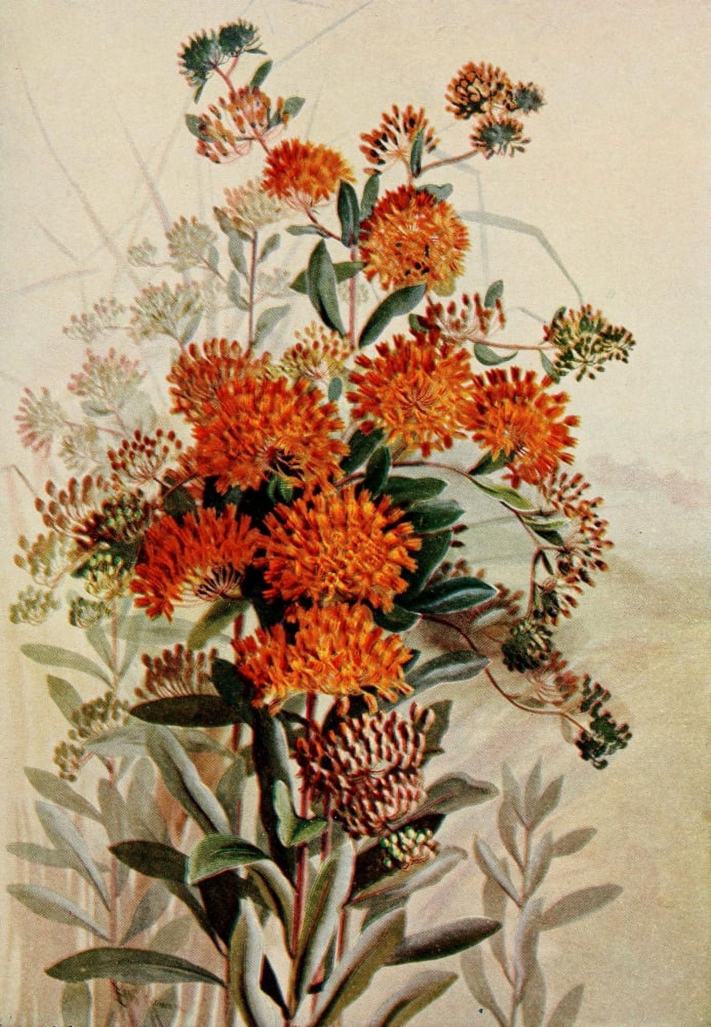 Guide to the Wild Flowers 1899 Butterfly-weed Canvas Art - Ellis Rowan (18 x 24)