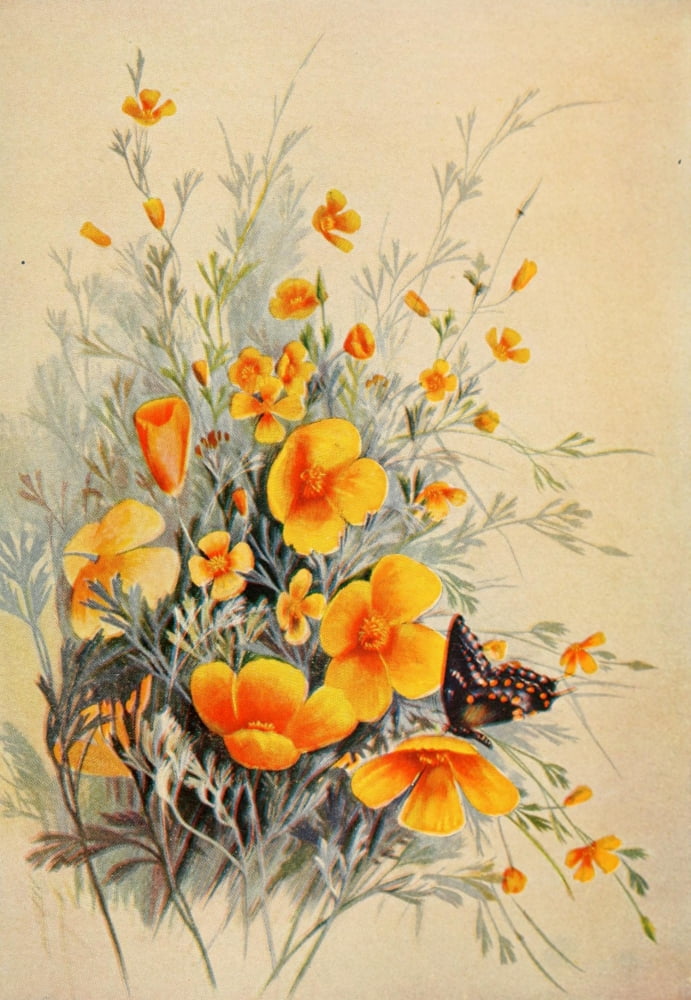 Guide to the Wild Flowers 1899 California Poppy Canvas Art - Ellis Rowan (18 x 24)