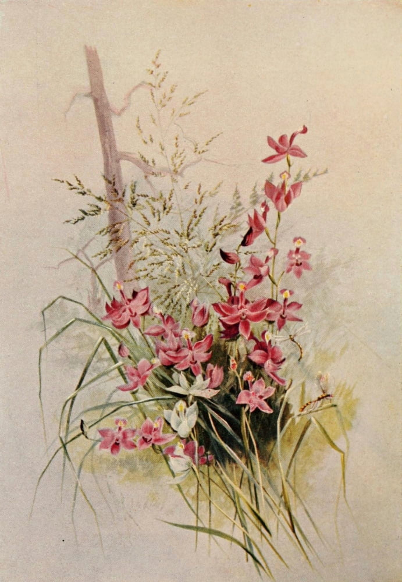 Guide to the Wild Flowers 1899 Calopogon Grass-pink Canvas Art - Ellis Rowan (18 x 24)