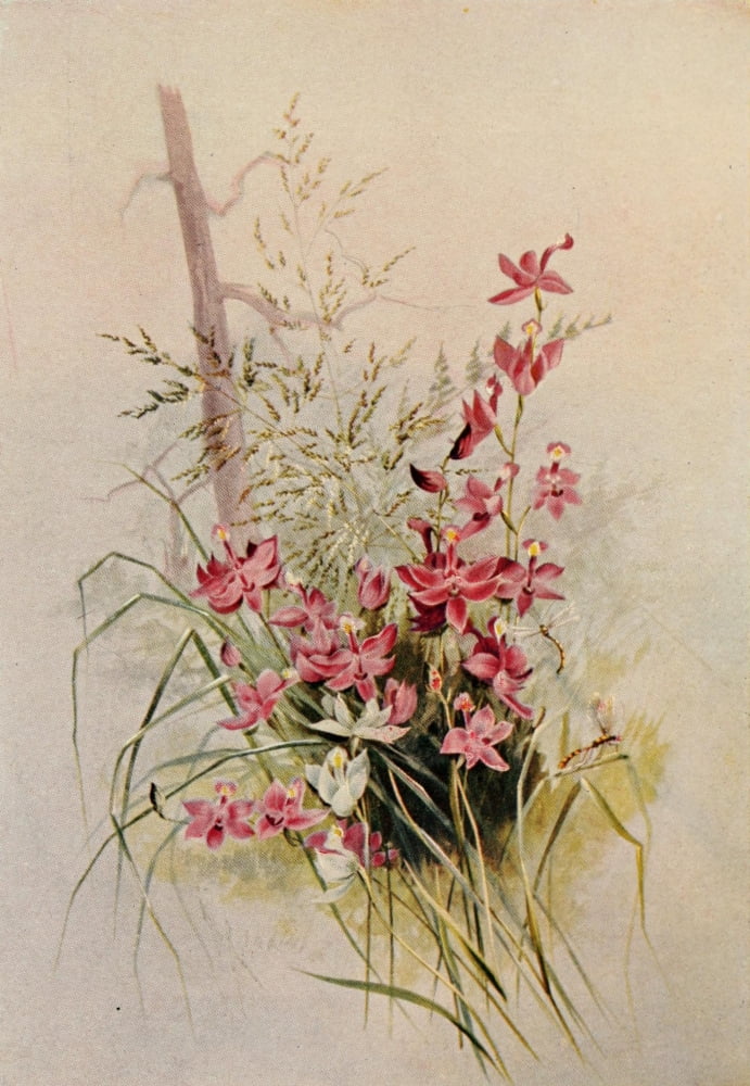 Guide to the Wild Flowers 1899 Calopogon Grass-pink Canvas Art - Ellis Rowan (24 x 36)