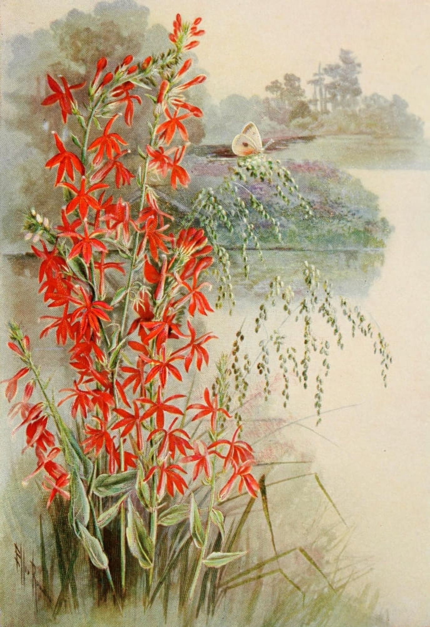 Guide to the Wild Flowers 1899 Cardinal-flower Canvas Art - Ellis Rowan (24 x 36)