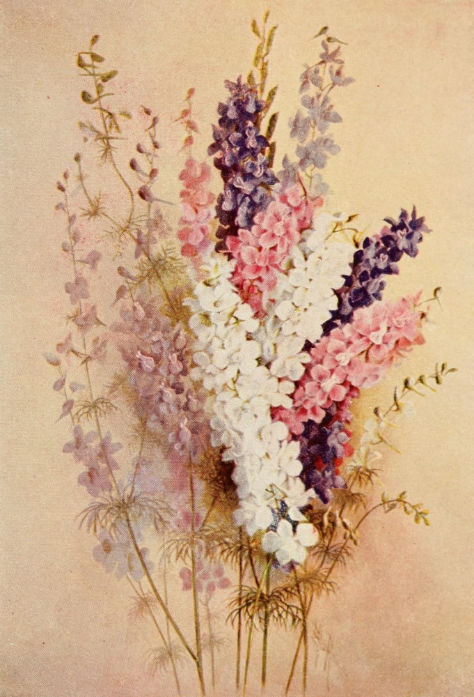 Guide to the Wild Flowers 1899 Carolina Larkspur Canvas Art - Ellis Rowan (18 x 24)