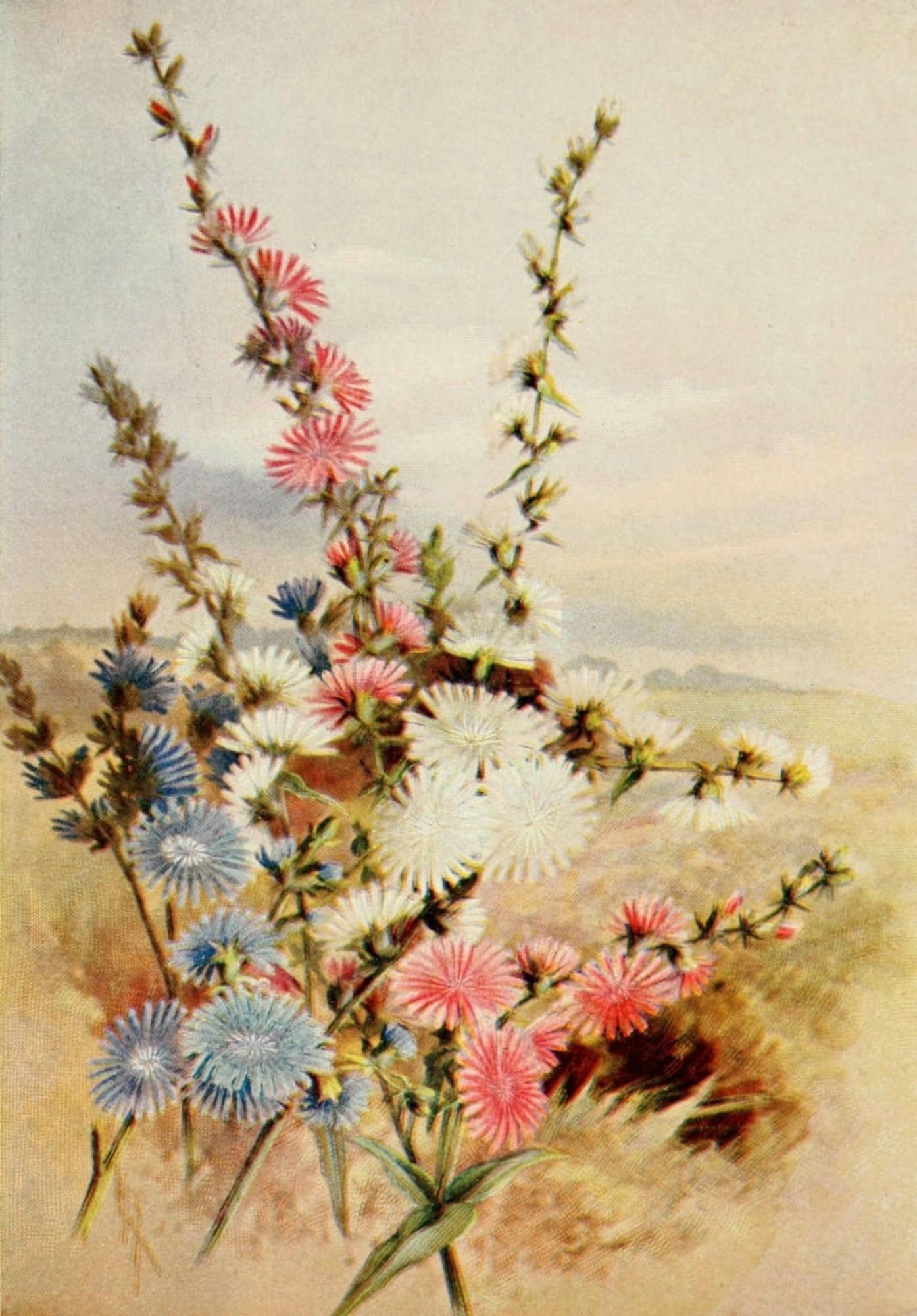 Guide to the Wild Flowers 1899 Chicory Canvas Art - Ellis Rowan (24 x 36)