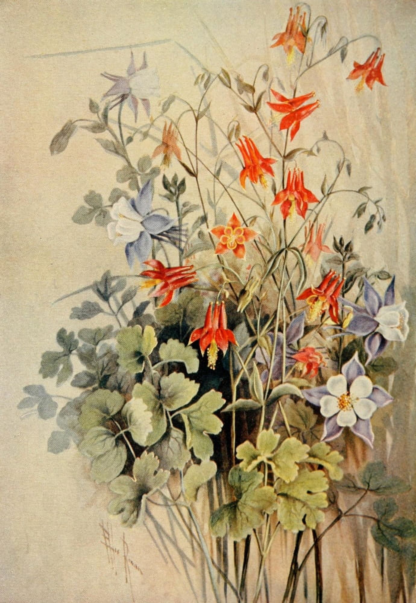 Guide to the Wild Flowers 1899 Columbine Canvas Art - Ellis Rowan (18 x 24)