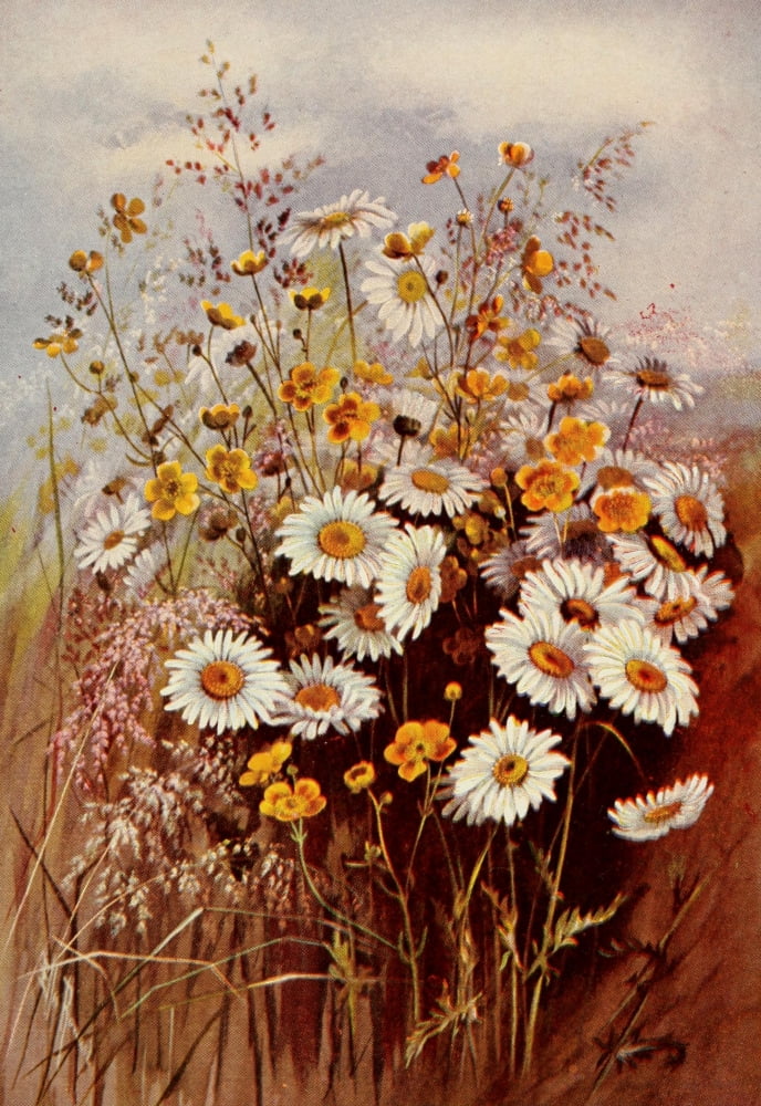 Guide to the Wild Flowers 1899 Daisies & Buttercups Canvas Art - Ellis Rowan (24 x 36)