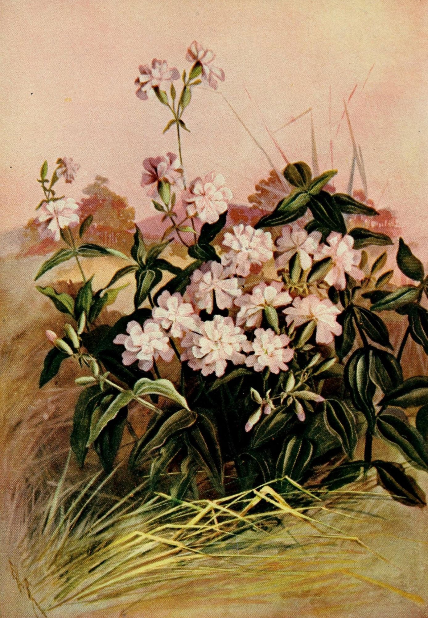 Guide to the Wild Flowers 1899 Double Bouncing Bet Canvas Art - Ellis Rowan (24 x 36)