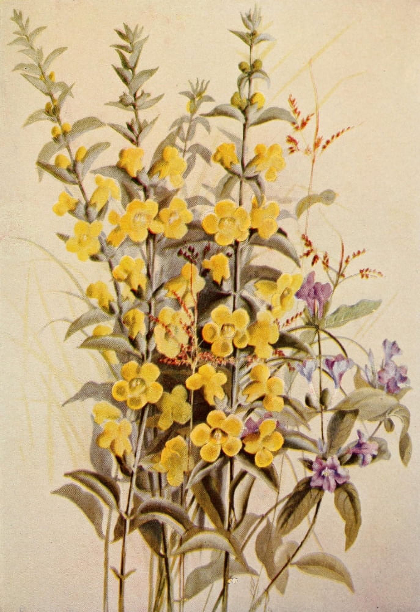 Guide to the Wild Flowers 1899 False Foxglove Ruellia Canvas Art - Ellis Rowan (24 x 36)