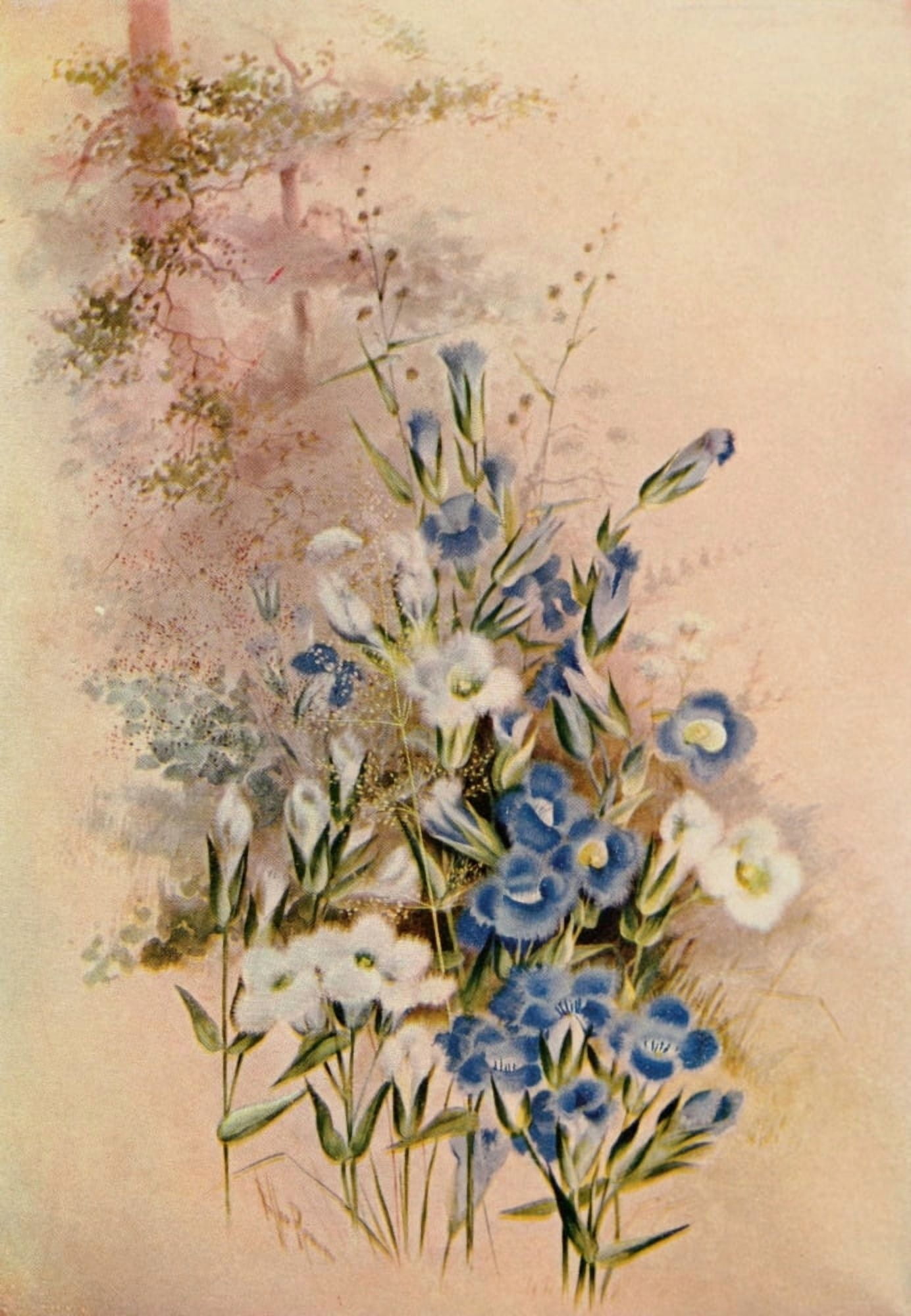 Guide to the Wild Flowers 1899 Fringed Gentian Canvas Art - Ellis Rowan (18 x 24)