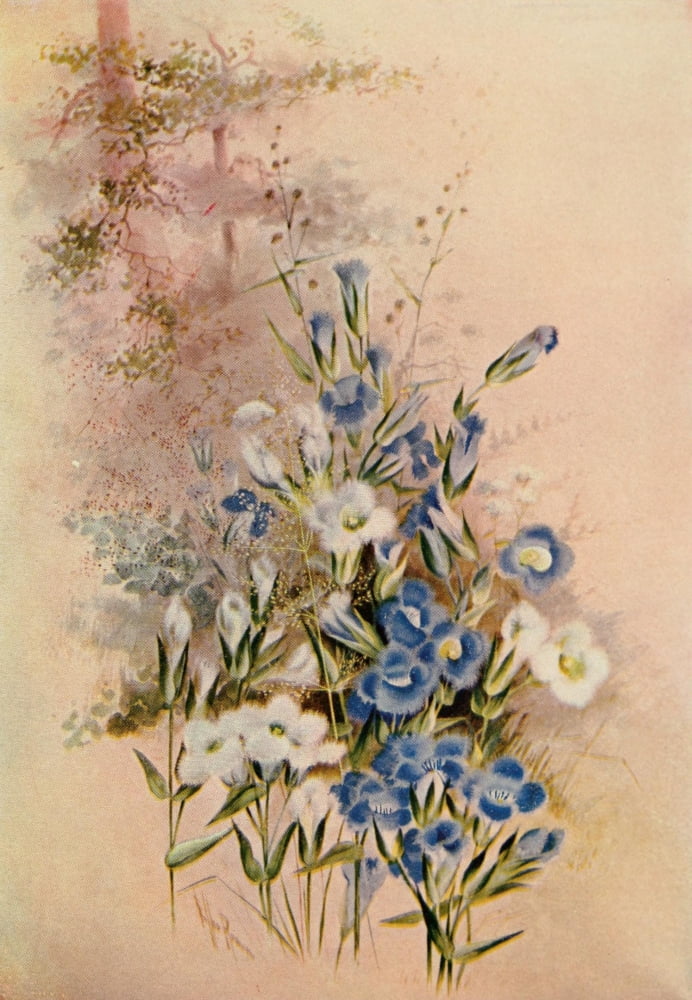 Guide to the Wild Flowers 1899 Fringed Gentian Canvas Art - Ellis Rowan (24 x 36)