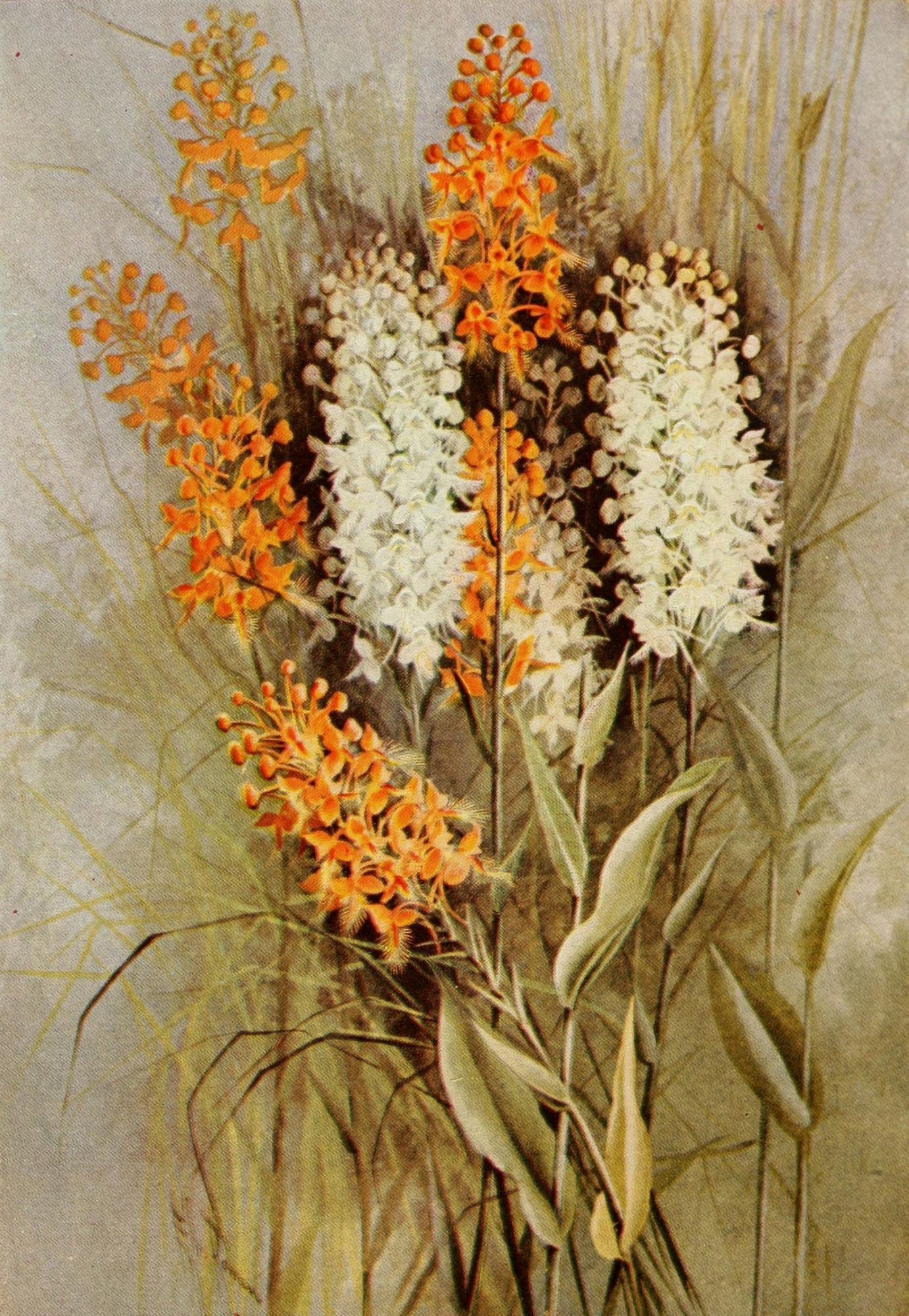 Guide to the Wild Flowers 1899 Fringed Orchis Canvas Art - Ellis Rowan (24 x 36)