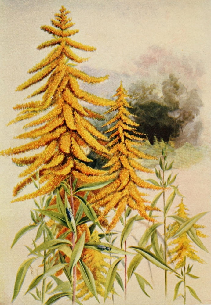 Guide to the Wild Flowers 1899 Golden Rod Canvas Art - Ellis Rowan (18 x 24)