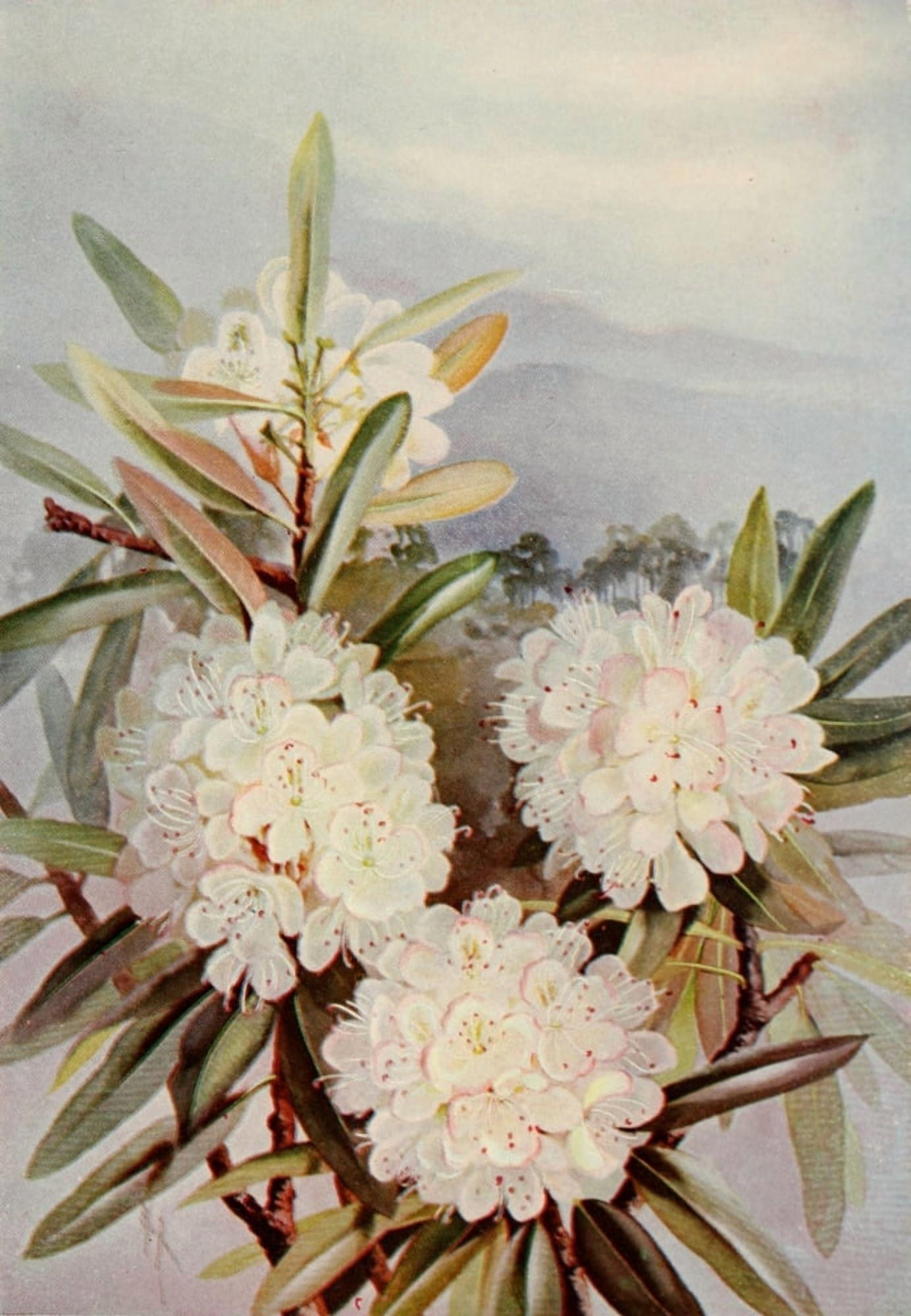Guide to the Wild Flowers 1899 Great Rhododendron Canvas Art - Ellis Rowan (18 x 24)