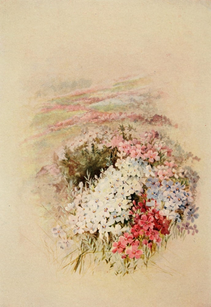 Guide to the Wild Flowers 1899 Ground or Moss Pink Canvas Art - Ellis Rowan (18 x 24)