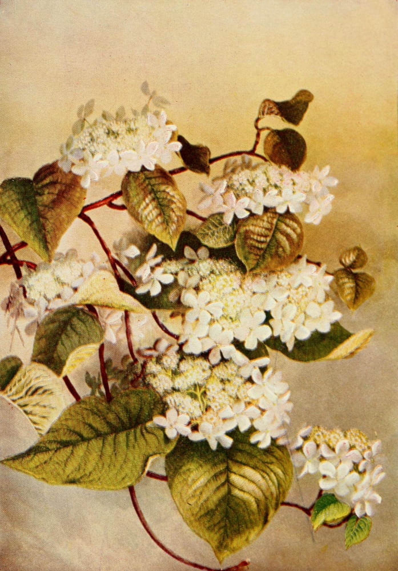 Guide to the Wild Flowers 1899 Hobble-bush Canvas Art - Ellis Rowan (18 x 24)