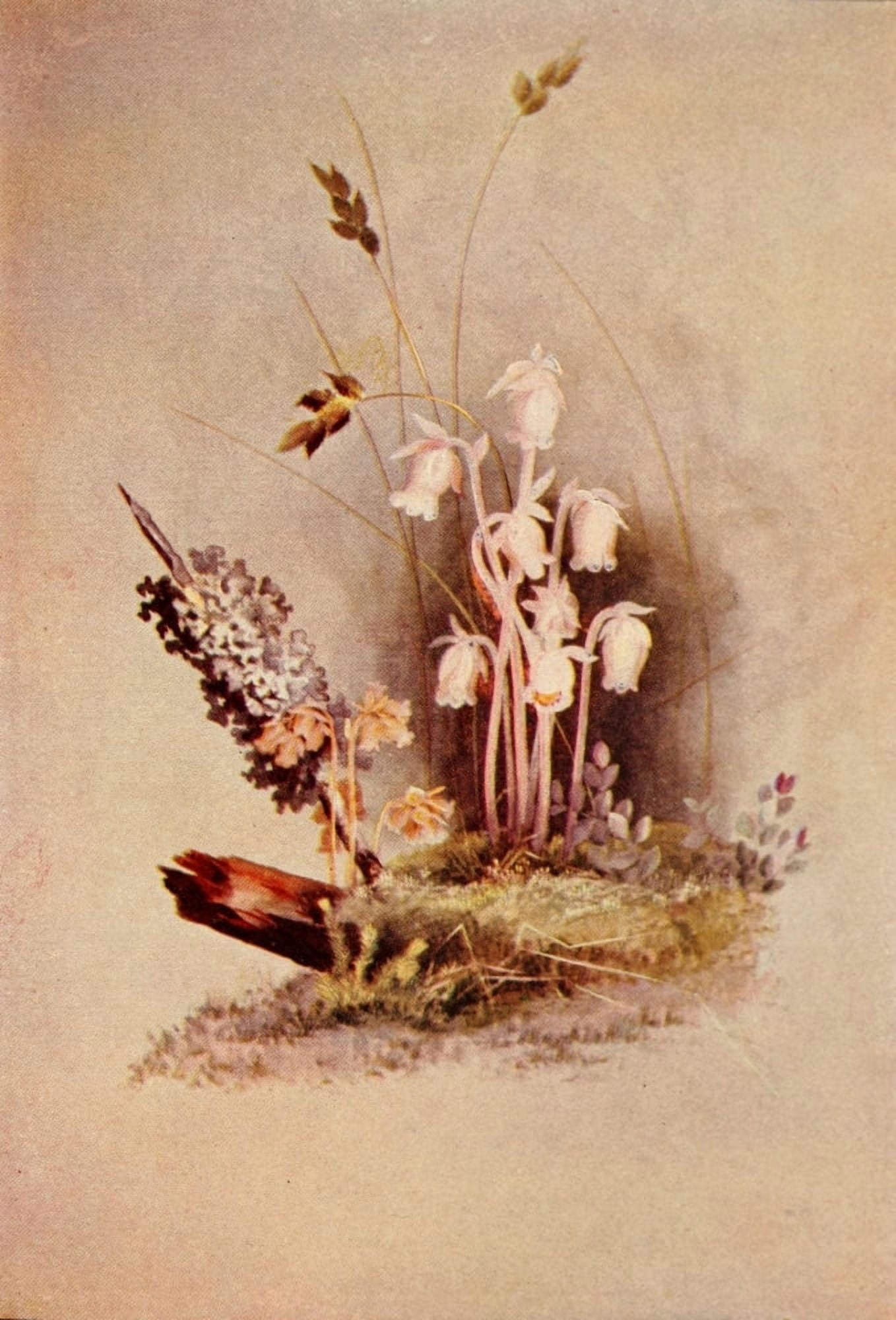 Guide to the Wild Flowers 1899 Indian Pipe Canvas Art - Ellis Rowan (18 x 24)