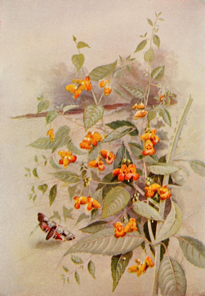 Guide to the Wild Flowers 1899 Jewel-weed Canvas Art - Ellis Rowan (24 x 36)
